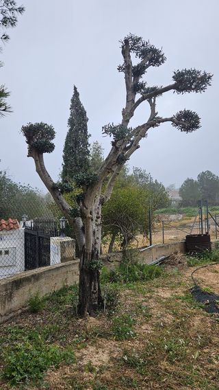 Jardinero económico profesional