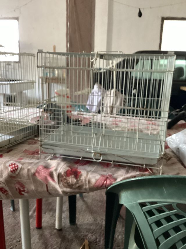 Gaiola reprodutora 40x32x25 mudança