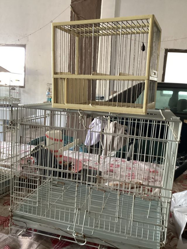 Gaiola Pintassilgo 24x20x13