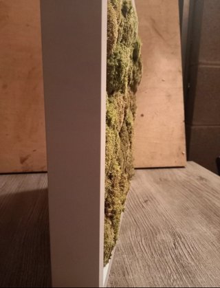 Quadro con muschio