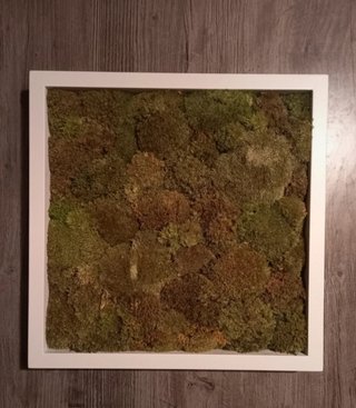 Quadro con muschio