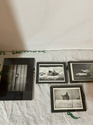 4 quadri con stampe gatti