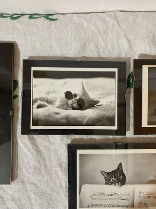 4 quadri con stampe gatti