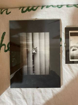 4 quadri con stampe gatti