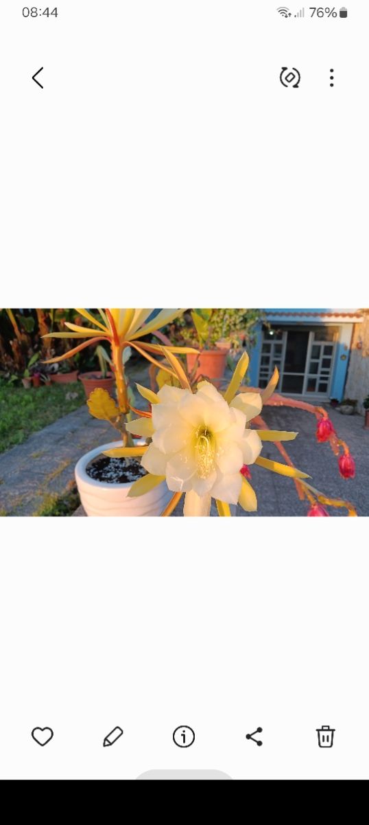 2 talee epiphyllum. Pianta grassa