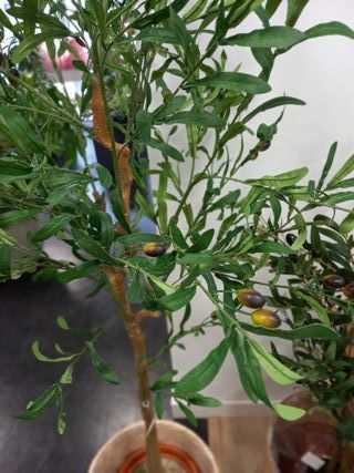 Olivo artificial a partir de