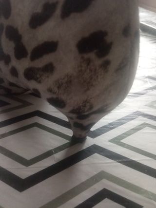 Stivaletti originali animalier