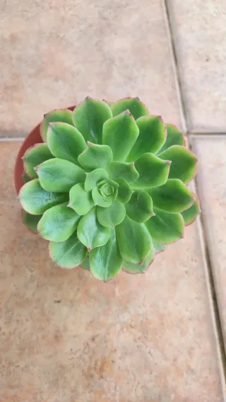 Aeonium Orion