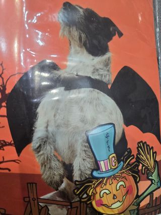Ali da Pipistrello per cani e gatti