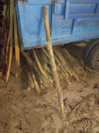 Tutores para planta pequeña de acacia