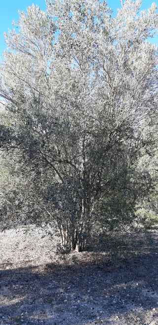 Leña olivo, almendro y naranjo