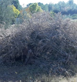 Leña olivo, almendro y naranjo
