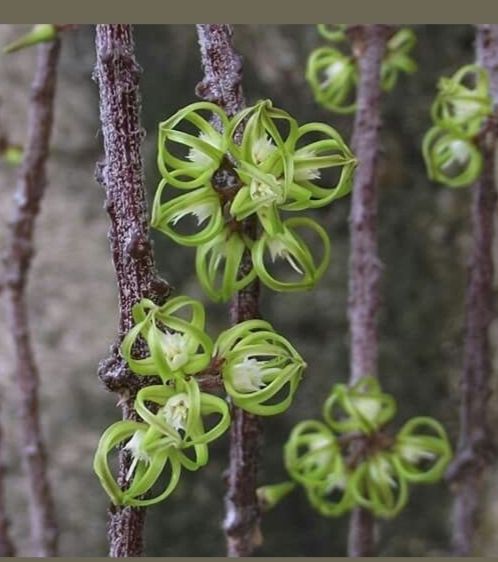 Cynanchum marnierianum grande