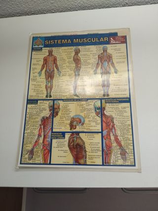 Láminas anatomía.Sistema muscular y esq 