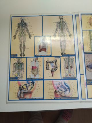 Láminas anatomía.Sistema muscular y esq 