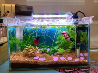 Acuario pequeño