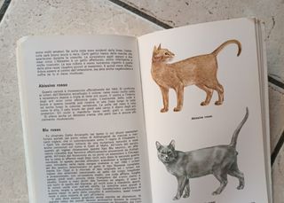 Libro Piccola enciclopedia dei gatti