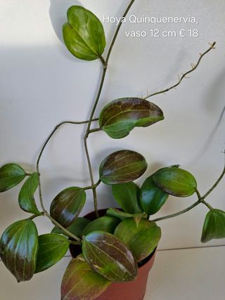 Hoya Quinquenervia