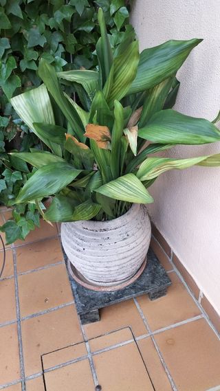 MACETERO BARRO CON PILISTRA