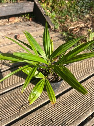 Plantas de Palmera de Fortune