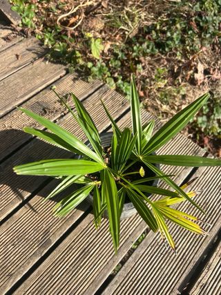 Plantas de Palmera de Fortune