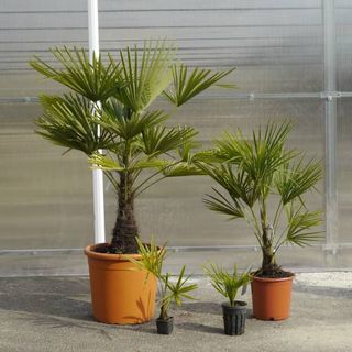 Plantas de Palmera de Fortune