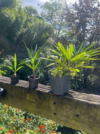 Plantas de Palmera de Fortune
