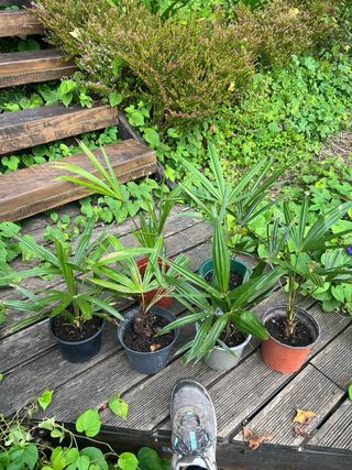 Plantas de Palmera de Fortune
