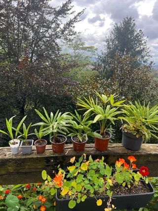 Plantas de Palmera de Fortune