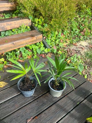 Plantas de Palmera de Fortune