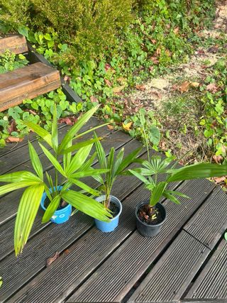 Plantas de Palmera de Fortune