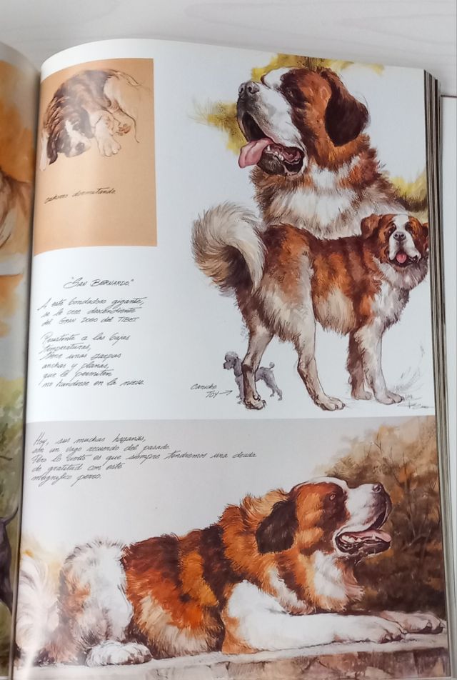 Perros, Color y Forma (Spanish Edition)