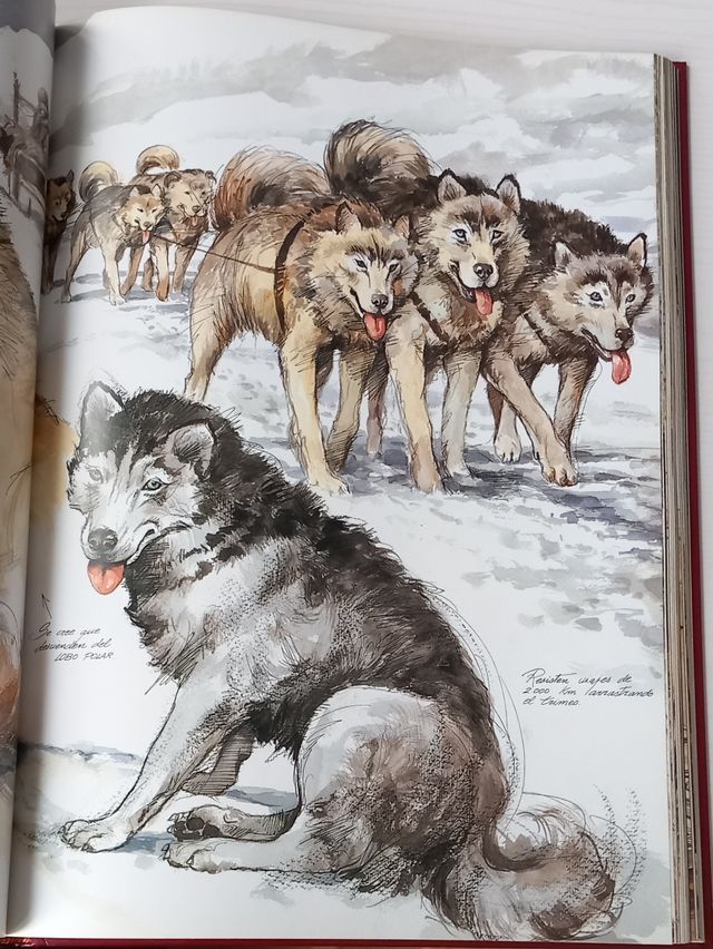 Perros, Color y Forma (Spanish Edition)