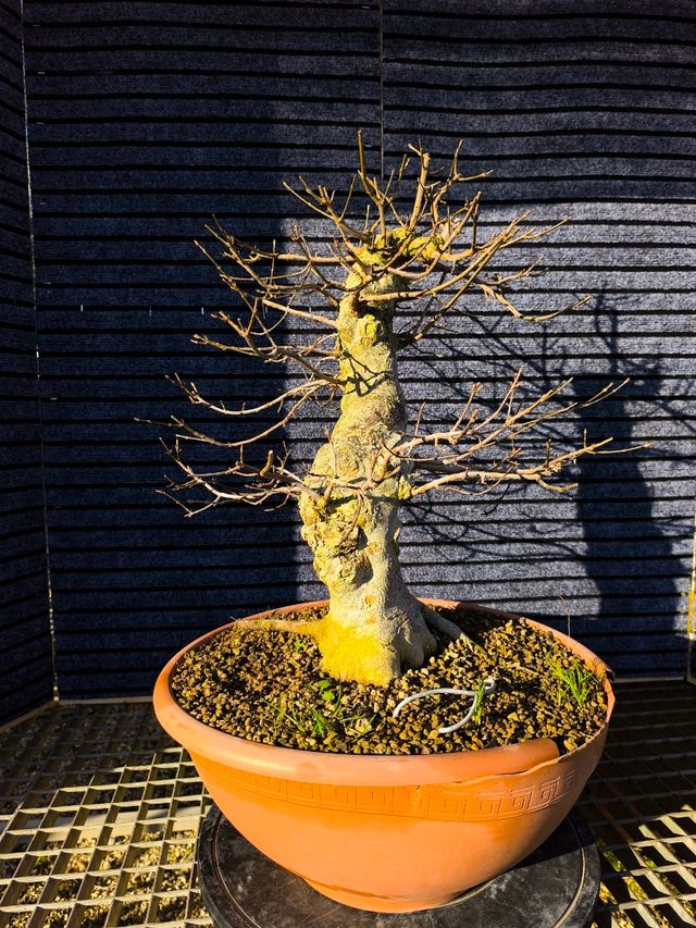 Bonsai bonsais