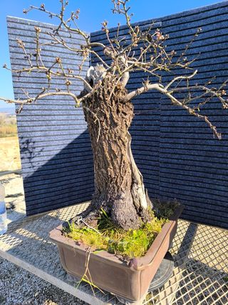 Bonsai bonsais