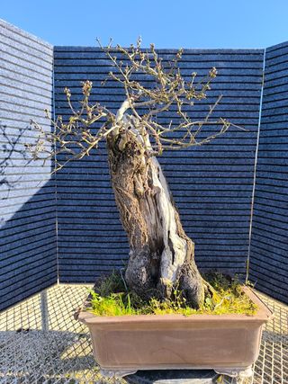 Bonsai bonsais