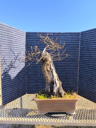 Bonsai bonsais
