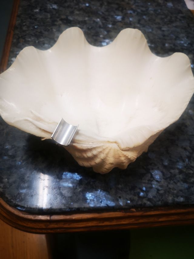 Concha natural gigante