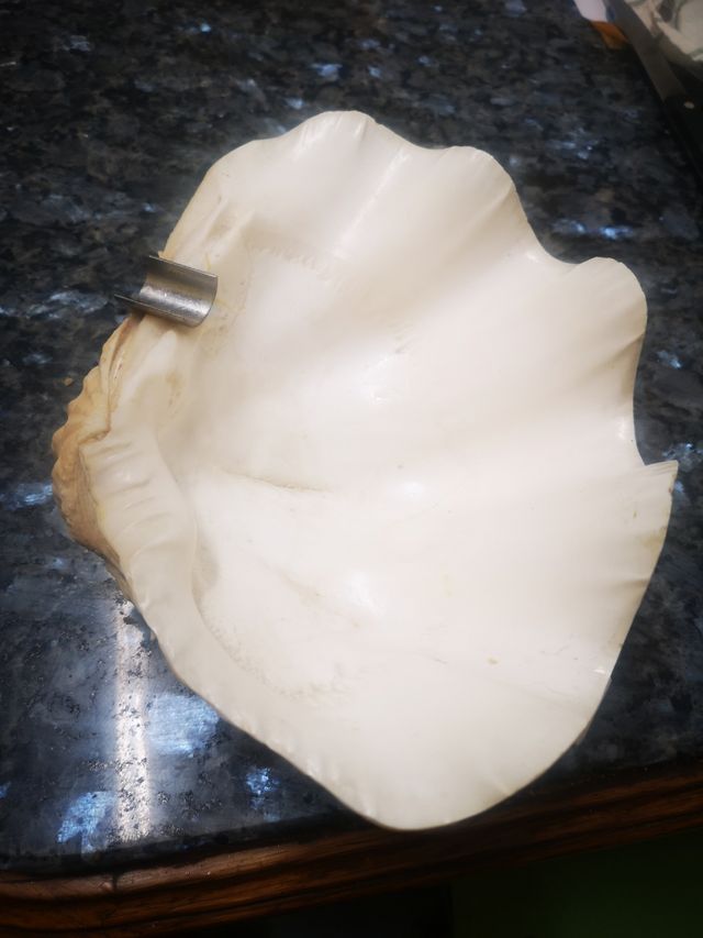 Concha natural gigante