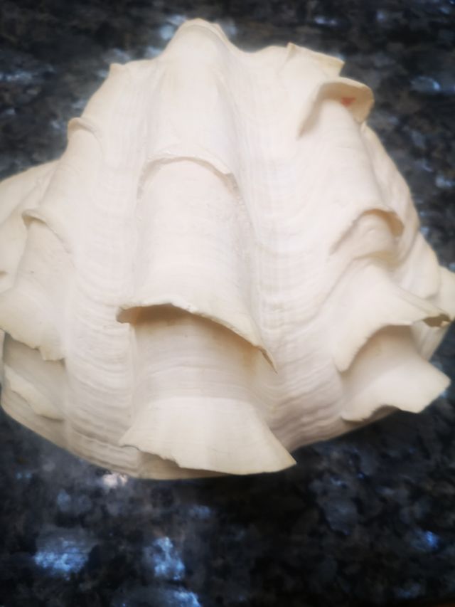 Concha natural gigante