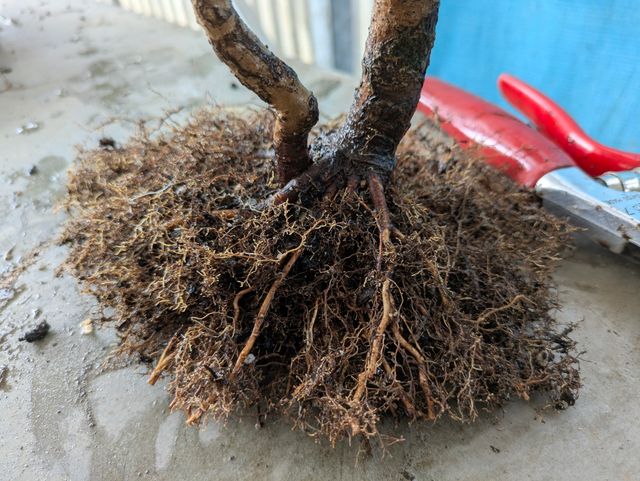 Bonsái de Arce Campestre