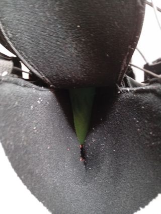 Botas Snowboard Salomón