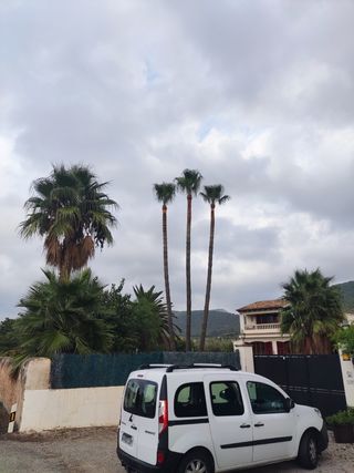 SERVICIOS PODA DE PALMERAS