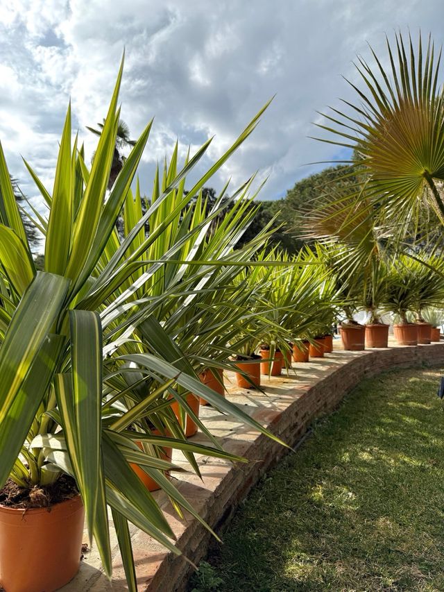 Plantas yucca jewel