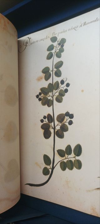 Atlas de historia natural