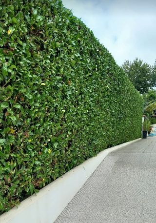 Jardinero economíco 