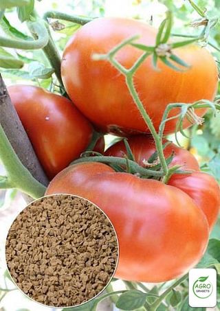 Semillas de tomate "Miel Alpina" (10 unidades)
