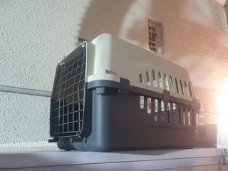 Transportin animal