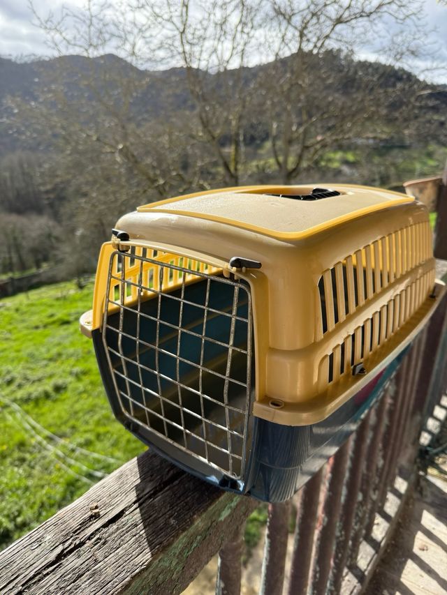 Transportin gato