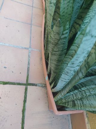 Tres plantones  de SANSEVIERIA O Lengua de suegra
